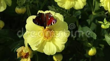 大丽花上一朵黄色的小花上，一只欧洲孔雀的亮蝶